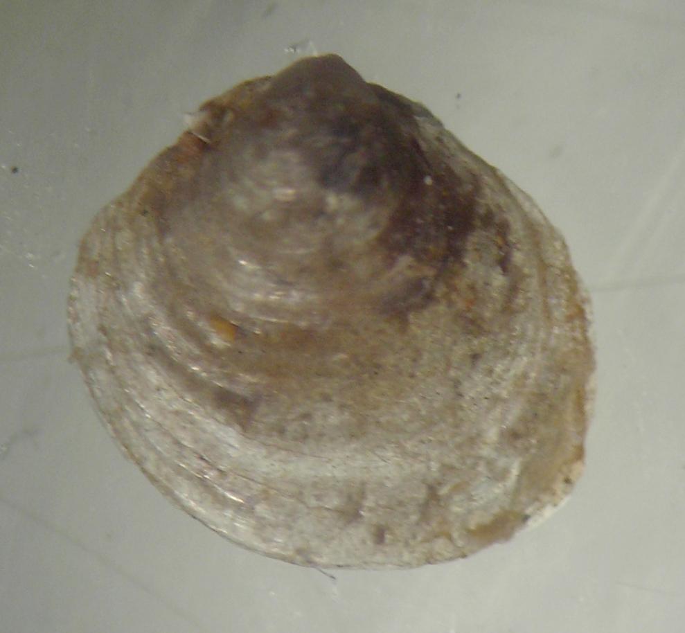 Bivalve 2